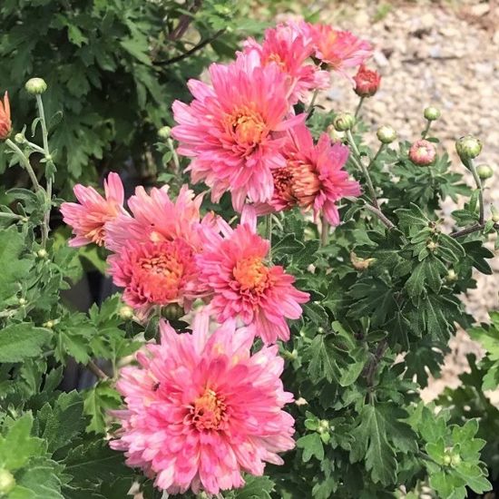 Picture of Minnpink Perennial Mum Plant