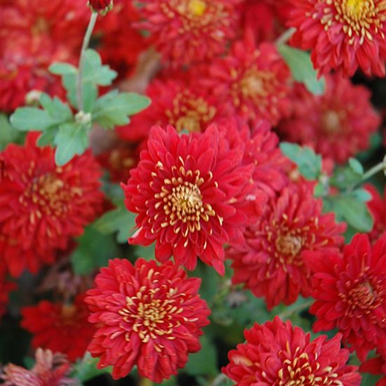 Picture of Dorothy Degn Perennial Mum Plant