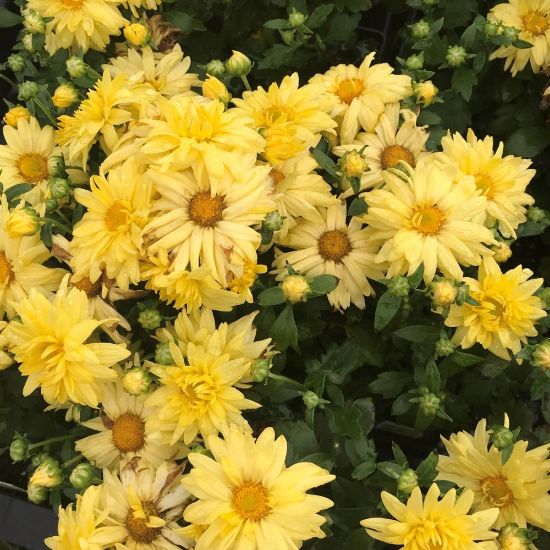 Picture of Yellow Daisy Perennial Mum Plant