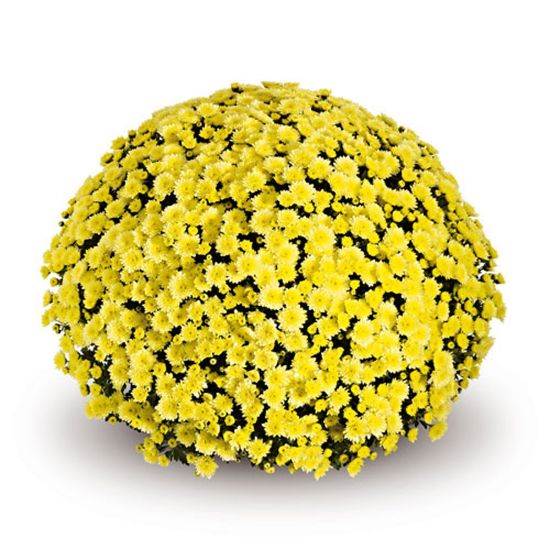 Picture of Belgian Mum® Jasoda Yellow Plant