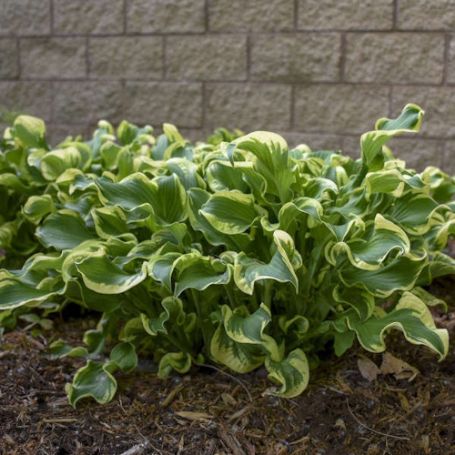 Picture of Shadowland® Wheee! Hosta Plant