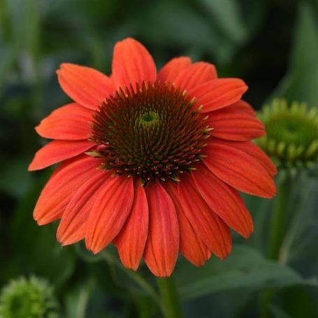 Picture of Sombrero® Hot Coral Echinacea Plant