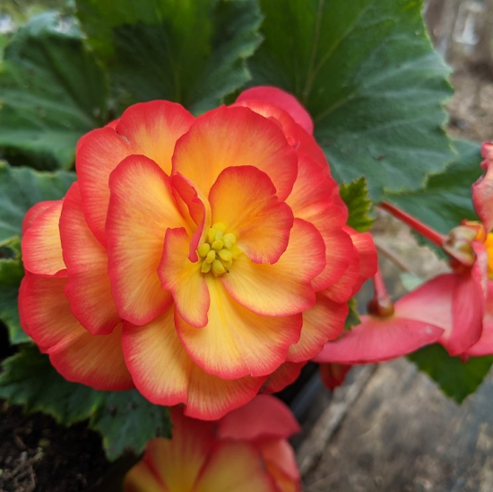 Picture of AmeriHybrid® On Top Sun Glow Begonia Plant