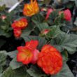 Picture of AmeriHybrid® On Top Sun Glow Begonia Plant