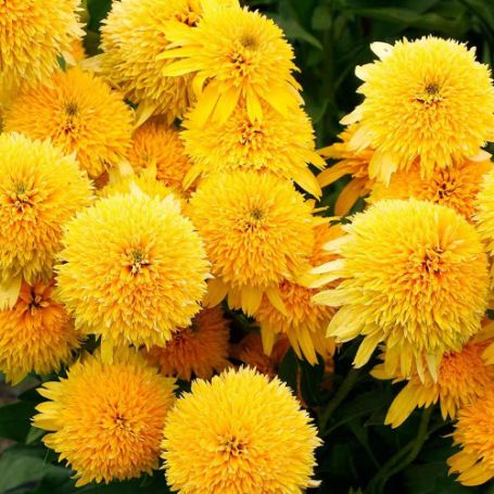 Picture of Cara Mia™ Yellow Echinacea Plant