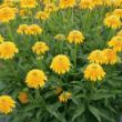 Picture of Cara Mia™ Yellow Echinacea Plant