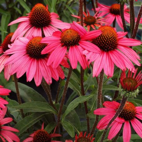 Picture of Glowing Dream Echinacea Plant