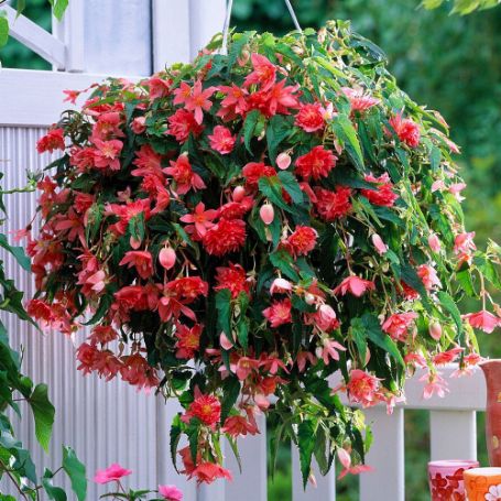Picture of Belleconia™ Rose Begonia Plant