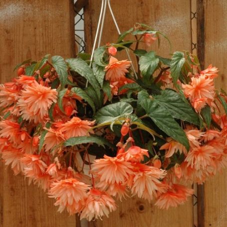 Picture of Belleconia™ Soft Orange Begonia Plant