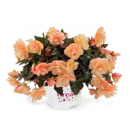 Picture of Fragrant Falls Peach Begonia Plant