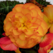 Picture of Nonstop® Fire Begonia Plant