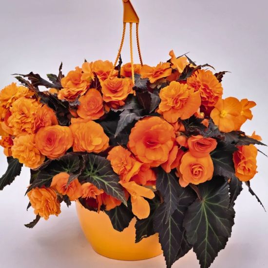 Picture of Nonstop® Mocca Bright Orange Begonia Plant