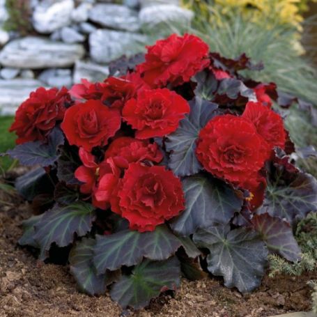 Picture of Nonstop® Mocca Deep Red Begonia Plant