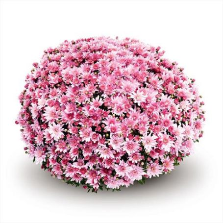 Picture of Belgian Mum® Arluno Pink Plant
