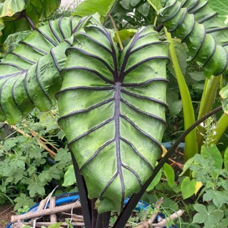 Picture of Pharoah's Mask Colocasia Plant