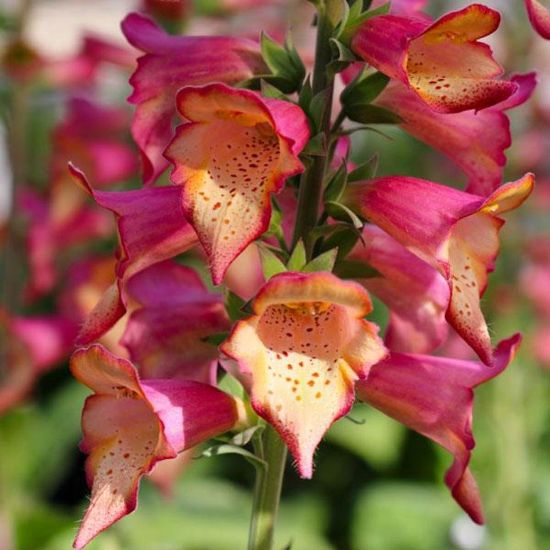 Picture of Foxlight™ Rose Ivory Digitalis Plant