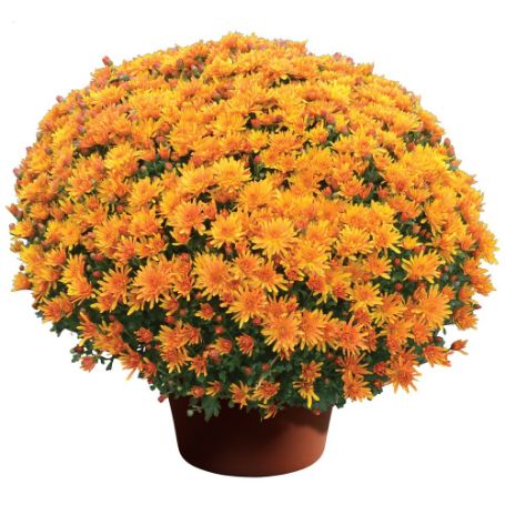Picture of Stephany Bronze Yoder Mum Plant