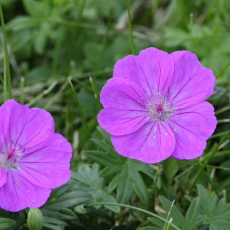 Picture of Blushing Turtle Hardy Geranium Plant