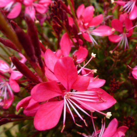 Picture of Whiskers Deep Rose Gaura Plant