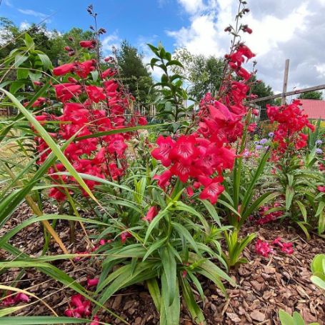 Picture of Quartz® Red Penstemon Plant