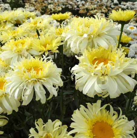 Picture of Real Charmer Leucanthemum Plant