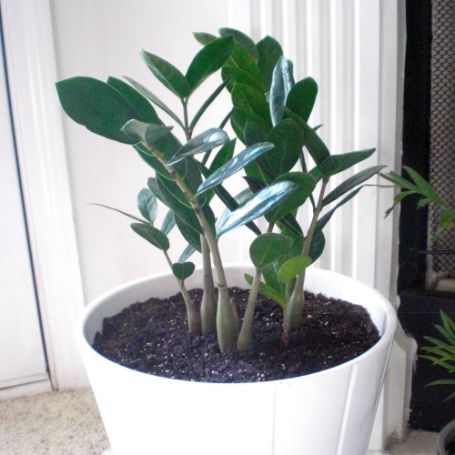 Picture of ZZ Houseplant