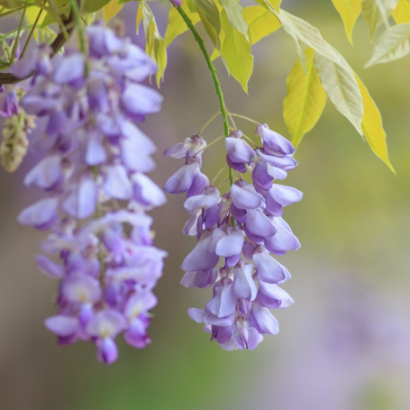 Picture of Amethyst Falls Wisteria