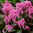 Picture of Spring Fling Bergenia Plant