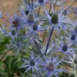Picture of Big Blue Eryngium Plant