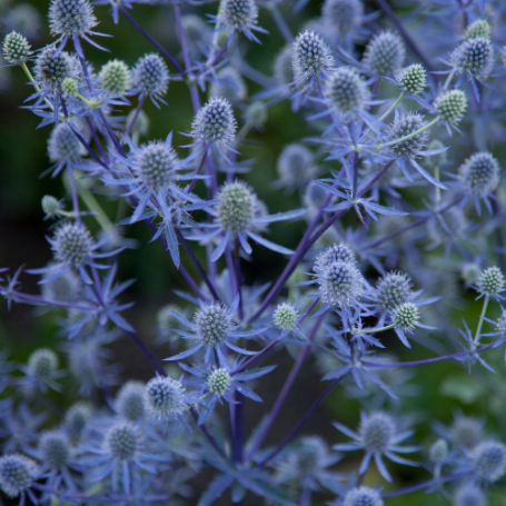 Picture of Blue Hobbit Eryngium Plant