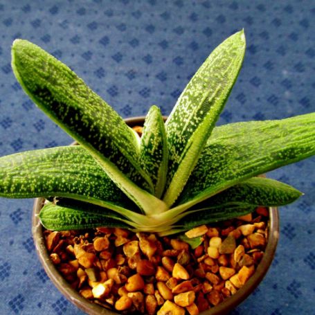 Picture of Maculata Gasteria
