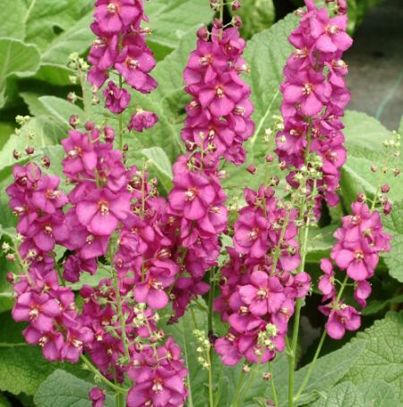 Picture of Royalty Verbascum Plant