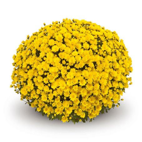 Picture of Belgian Mum® Veritas Yellow Plant