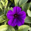Picture of Supertunia Mini Vista® Indigo Petunia Plant