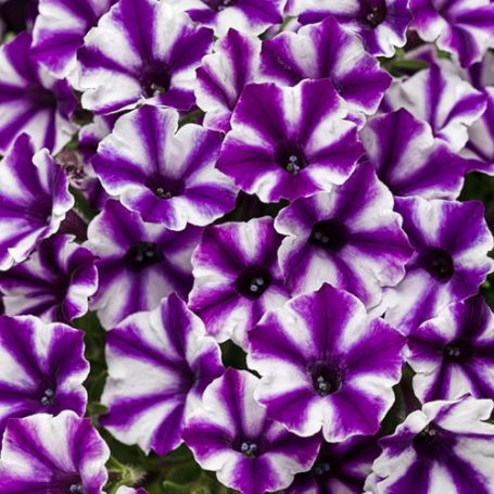 Picture of Supertunia Mini Vista® Violet Star Petunia Plant