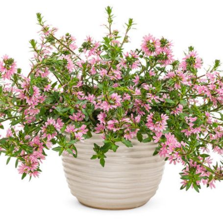 Picture of Whirlwind® Pink Scaevola Plant