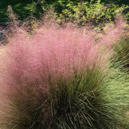 Picture of Muhlenbergia Capillaris Grass Plant
