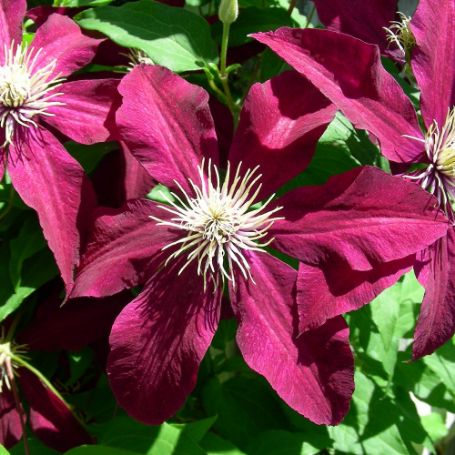 Picture of Ernest Markham Clematis Plant