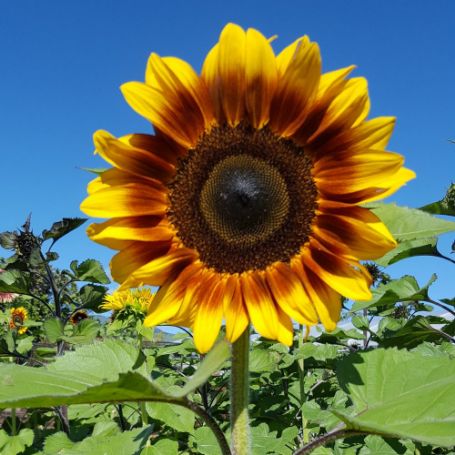 Picture of ProCut® Bicolor Sunflower