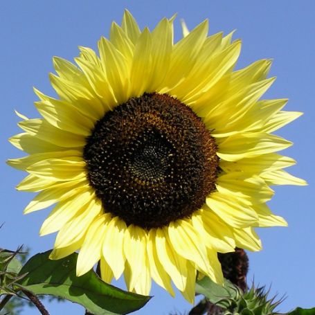 Picture of ProCut® Lemon Sunflower