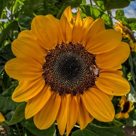 Picture of Vincent's Choice Sunflower