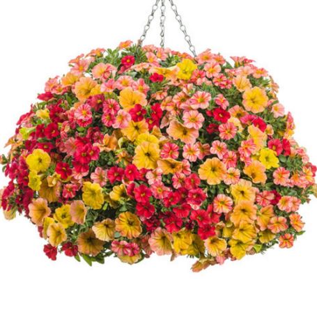 Picture of Proven Winners® Joy Flower Combination