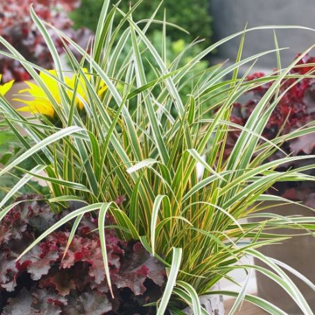 Picture of EverColor® Everglow Carex Grass Plant