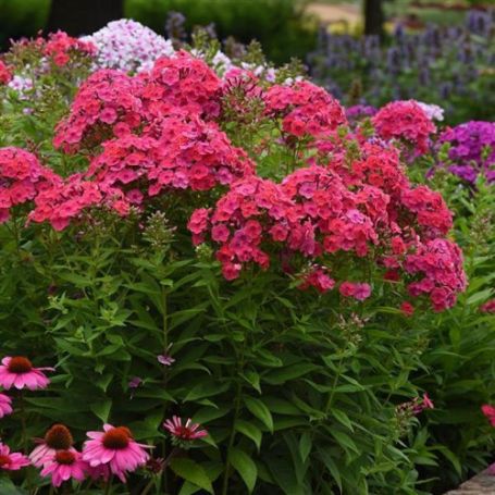 Picture of Ka-Pow® Pink Garden Phlox Plant