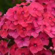 Picture of Ka-Pow® Pink Garden Phlox Plant