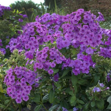 Picture of Flame® Purple Garden Phlox Plant