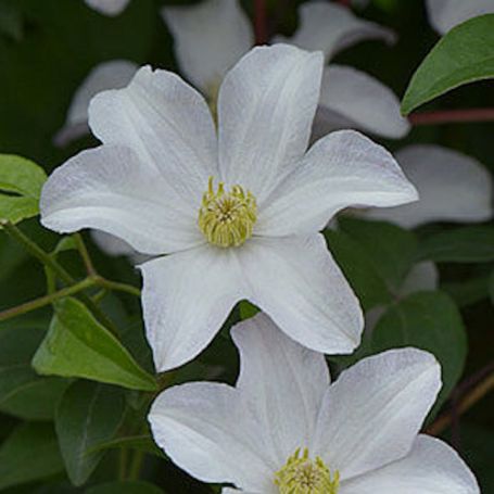 Picture of Huldine Clematis Plant