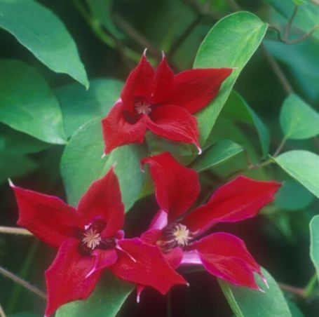 Picture of Gravetye Beauty Texensis Clematis Plant
