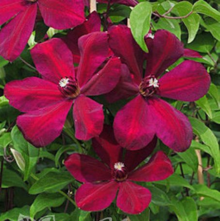 Picture of Westerplatte Clematis Plant