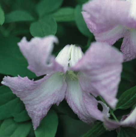 Picture of Viticella Betty Corning Clematis Plant